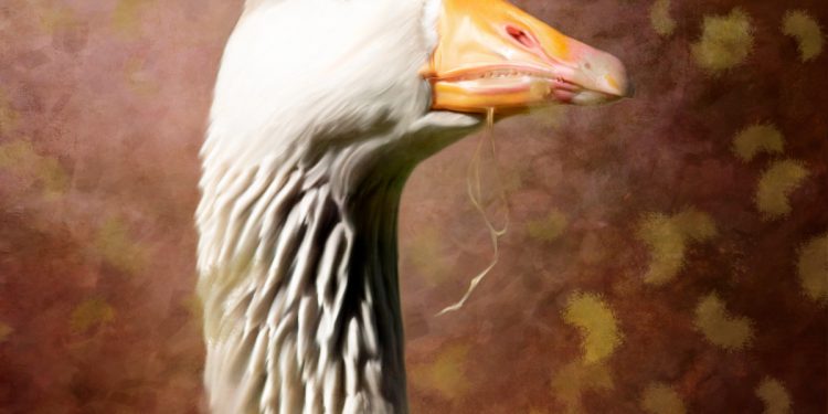 A goose surrounded by avian flu