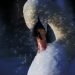 Composite of a swan and fireworks representing bonfire harm