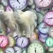 Clocks and polar bears representing the passing of a year in animals