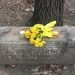 Howard Baskerville's grave site in the Assyrian Cemetery of Tabriz, where even today he is considered a martyr and supporters ensure his tomestrone is decorated with yellow flowers