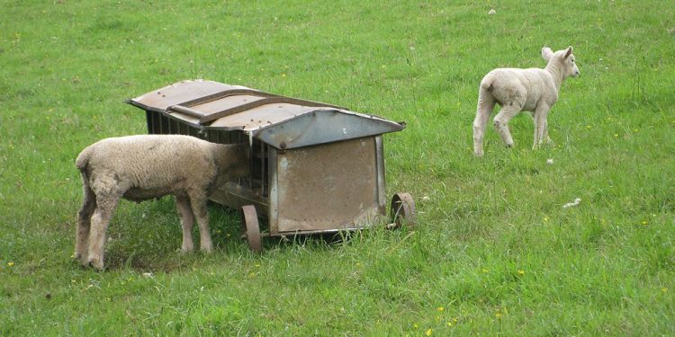 A photo of a sheep trapped while feeding while another roams free in the field