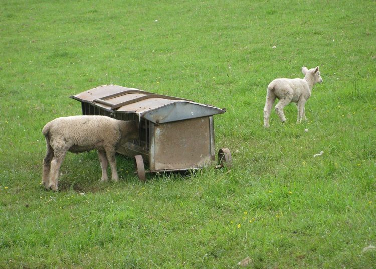 A photo of a sheep trapped while feeding while another roams free in the field