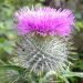A photo of a thistle in bloom - Flower of Scotland