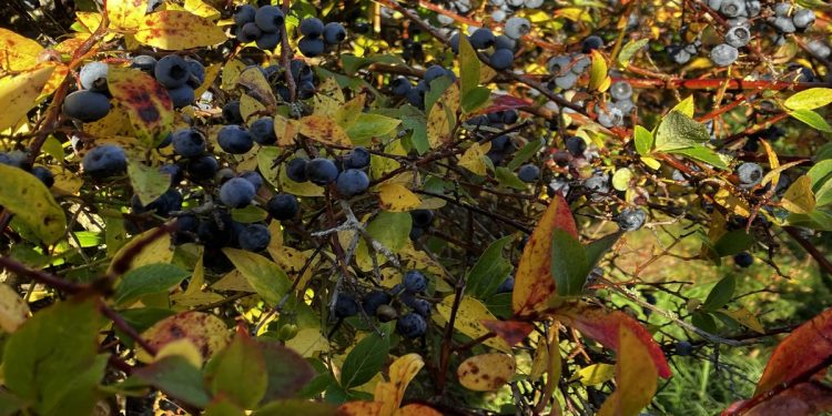 A photo of the sun shining on a ripe blueberry bush in autumn