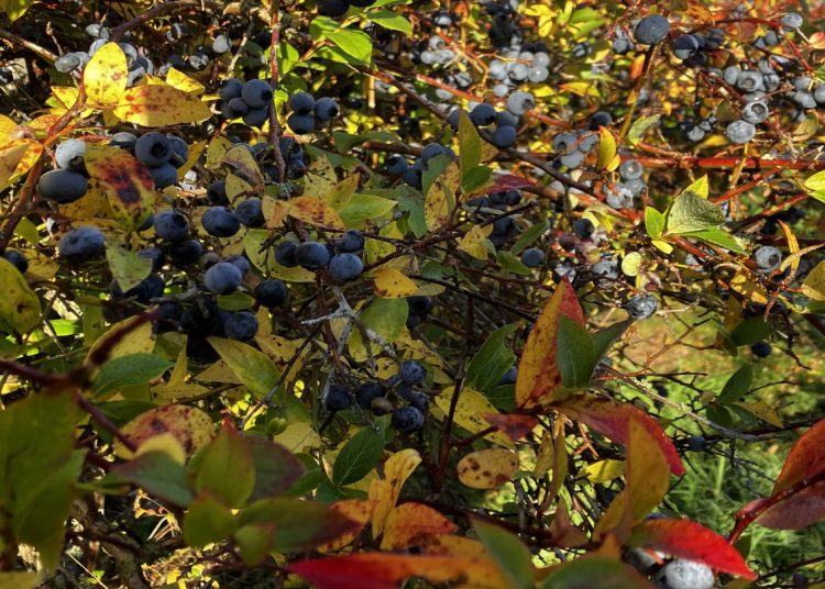 A photo of the sun shining on a ripe blueberry bush in autumn