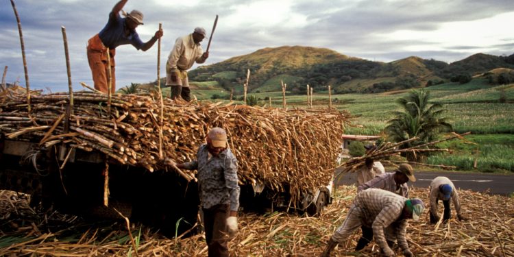 Sugar cane workers in Fiji