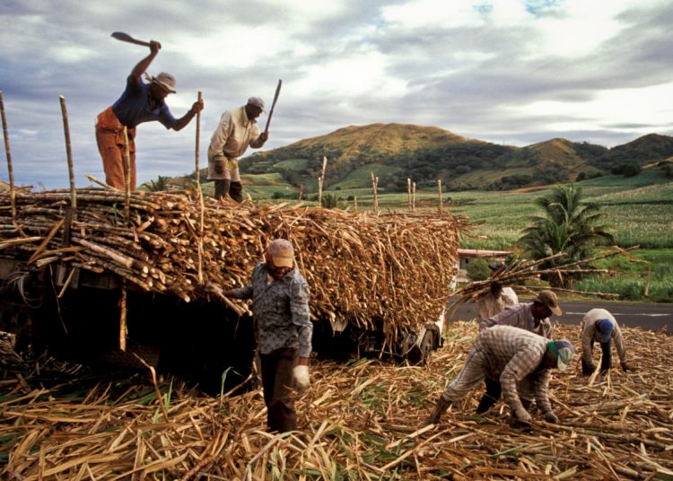 Sugar cane workers in Fiji