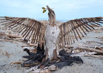 A photo on a beach of a structure made of driftwood that resembles a phoenix rising. Its beak is raised to the sky and has a twig resembling perhaps an olive branch.
