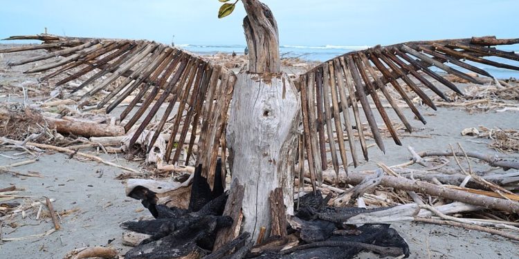 A photo on a beach of a structure made of driftwood that resembles a phoenix rising. Its beak is raised to the sky and has a twig resembling perhaps an olive branch.